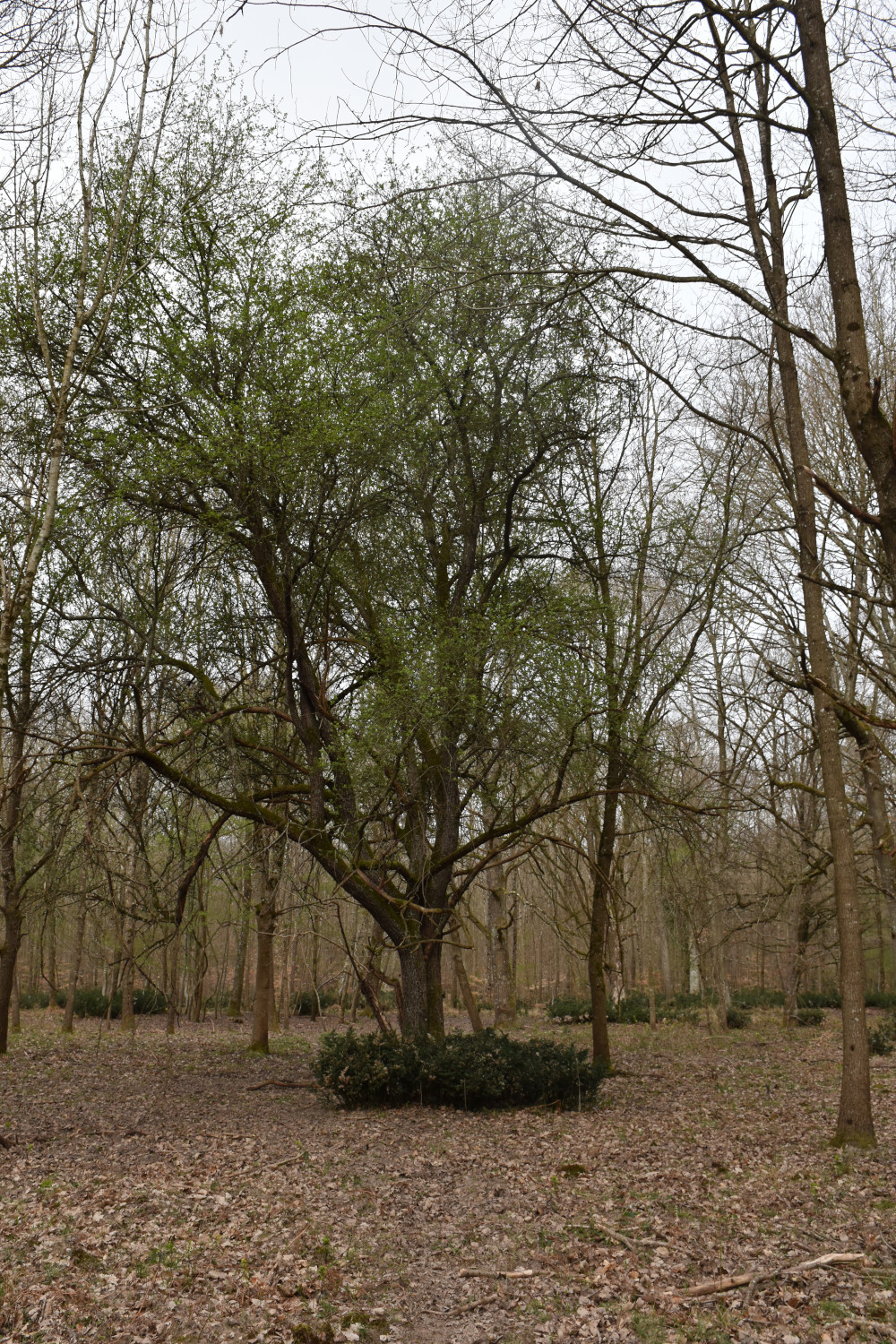 Pommier sauvage européen (Malus sylvestris) en forêt de Fontainebleau. Crédits : Amandine Cornille