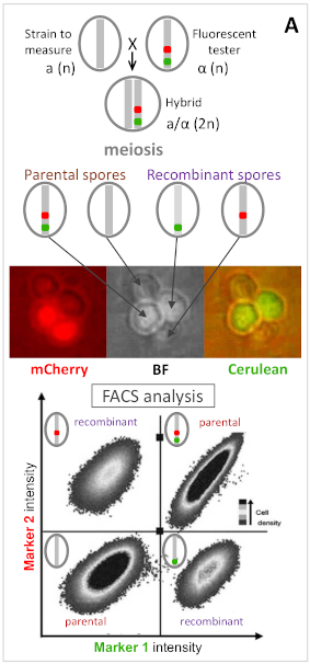 Fluorescent markers FACS-based method for high-throughput measurement of recombination rate and crossover interference in the budding yeast