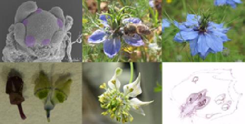 Genetics, Evolution and Ecology of the Floral Morphology