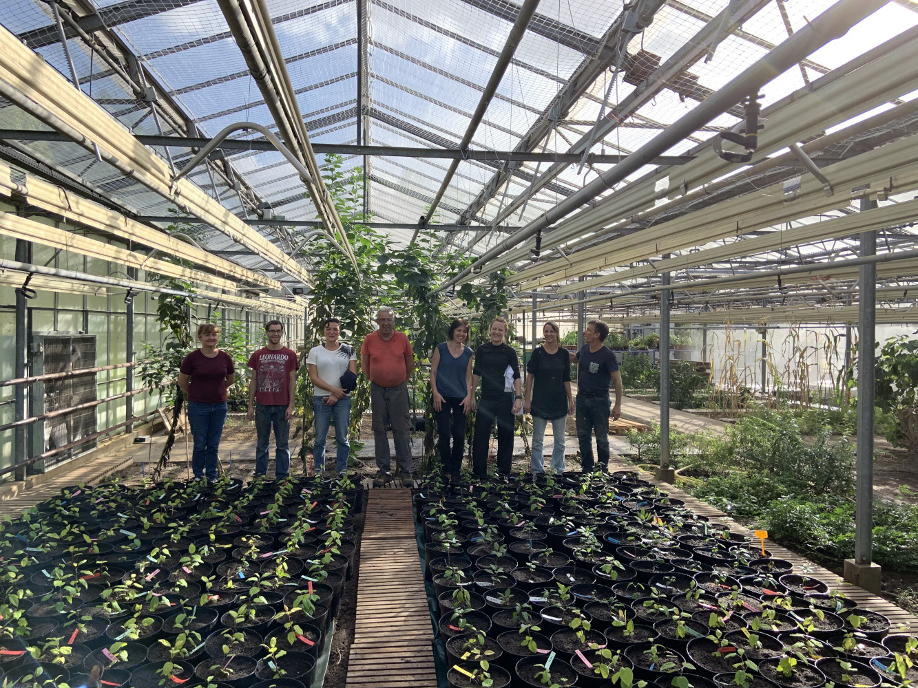 Plantules de pommiers sauvages (Malus sylvestris) en serre avec une partie des collaborateurs associés au projet attendant leur transfert à l'automne 2020!