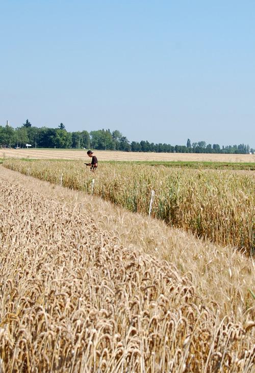 DEAP recrute un Assistant Ingénieur en expérimentation agroécologique (mobilité)