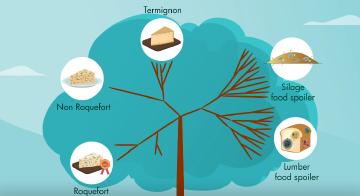 Sélection sur les fromages