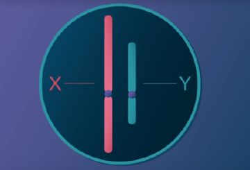 Evolution of sex chromosomes