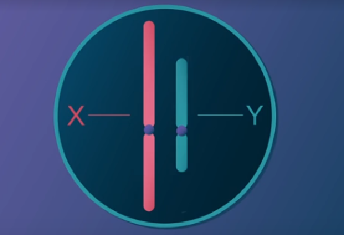 Evolution des chromosomes sexuels