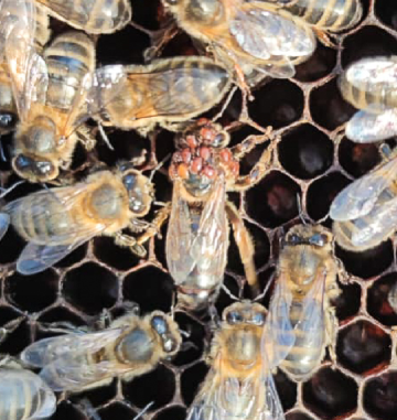 Aux origines de la socialité : la piste inattendue de Braula coeca, une drosophile parasite des abeilles