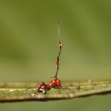 Le cordyceps, vous connaissez ? Le cordyceps, vous connaissez ?