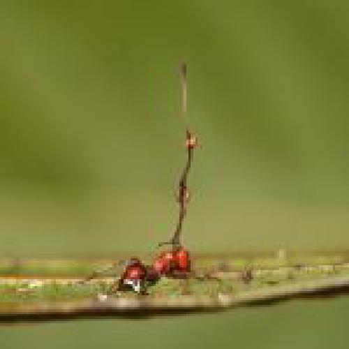 Le cordyceps, vous connaissez ?