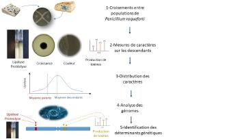 Une nouvelle diversité générée chez la moisissure qui affine les fromages bleus Une nouvelle diversité générée chez la moisissure qui affine les fromages bleus