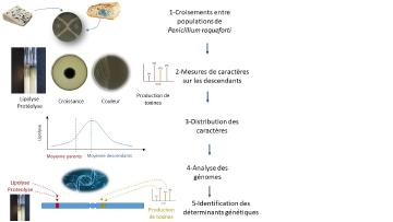 Une nouvelle diversité générée chez la moisissure qui affine les fromages bleus