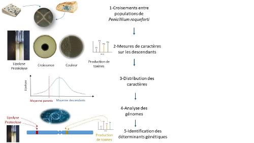 Une nouvelle diversité générée chez la moisissure qui affine les fromages bleus