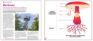 A propos de... plateforme de Barbeau et champignons