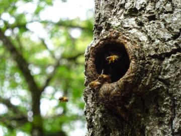 Wild honey bees were classified In danger