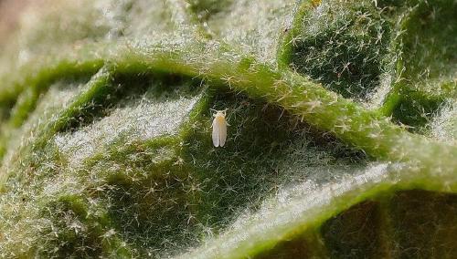 Clément Gilbert sur France Culture : Cleptomanie génétique, cet insecte vole des gènes aux plantes pour mieux les manger