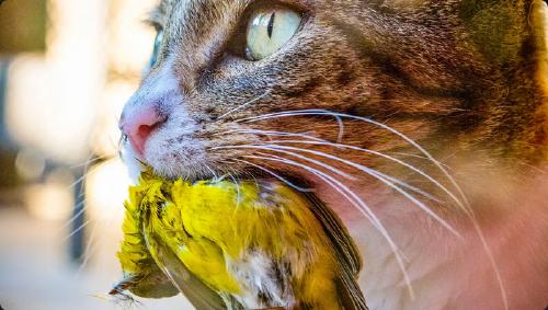 L'effet chat, podcast avec Elsa Bonnaud (ESE)