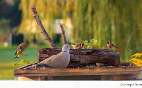 Le nourrissage des oiseaux dans le monde et en hiver