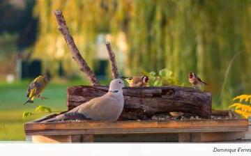 Le nourrissage des oiseaux dans le monde et en hiver
