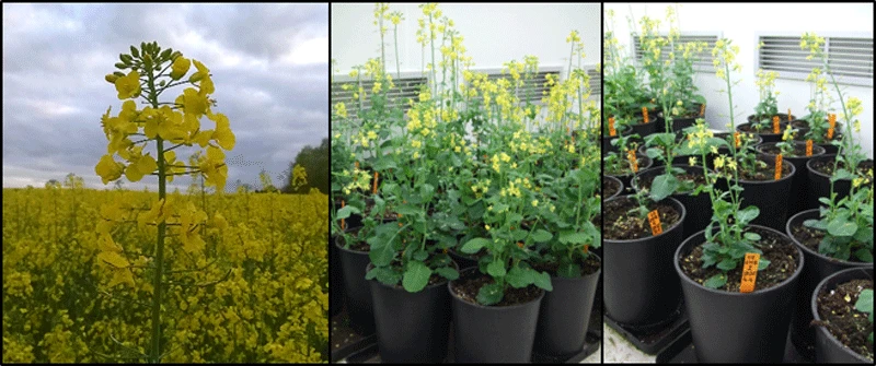 Figure 1. The evolutionary genomics of allopolyploidy in oilseed rape. To characterize the genomic changes triggered by allopolyploidy, we analyse newly synthesized Brassica napus lines at different generations. Pictures by K . Alix.