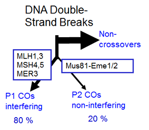 2 voies de formation des crossing-overs