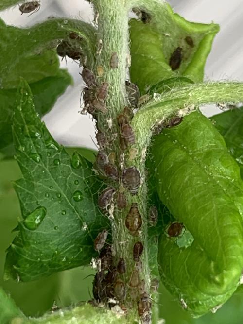 Role of transposable elements in the responses of fruit trees to abiotic and biotic stresses