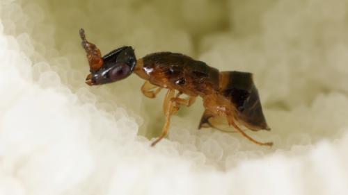 The demise of the red queen: fig functional morphology stabilizes the fig-pollinating wasp mutualism