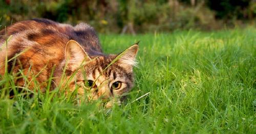 The ecological politics of animal management