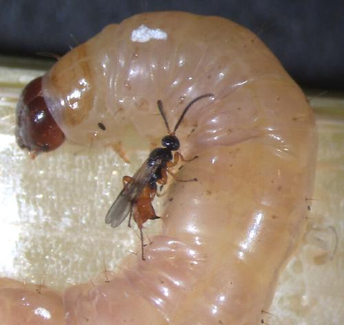 Mecanisms and factors involved in horizontal transfers of genetic material between animals