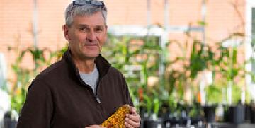 Efficient breeding of resilient crops using doubled haploid technology