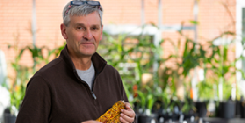 Efficient breeding of resilient crops using doubled haploid technology