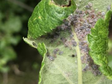 Genomic and ecological bases of aphid adaptation in the context of fruit tree domestication