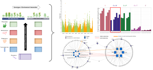 Harnessing multi-omics data to unravel the genetic and molecular basis of complex traits: A systems genetics study of maize drought response.