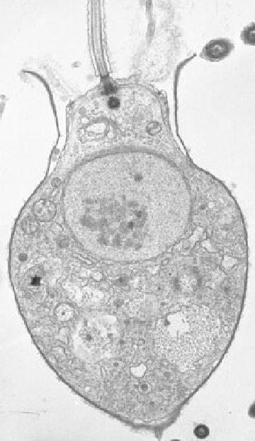 The origin of animal morphogenesis: insights from the closest living relatives of animals The origin of animal morphogenesis: insights from the closest living relatives of animals