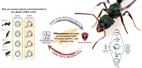 Using digital data to understand and monitor emerging wildlife markets