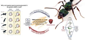 Using digital data to understand and monitor emerging wildlife markets