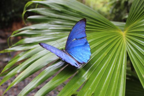 Convergences and divergences between species in sympatry: the case of Morpho butterflies