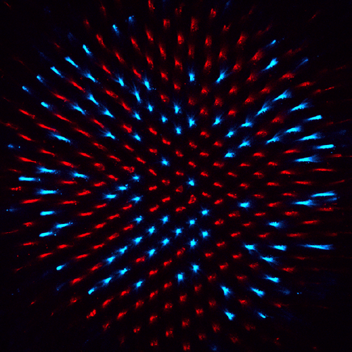 How many phenotypes can 200 wild genomes make?