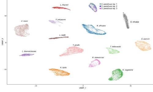 On the evolution of gene expression noise