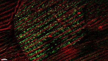 Ecology and Evolution of Animal Structural Color-Producing Materials