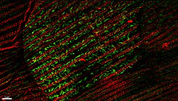 Ecology and Evolution of Animal Structural Color-Producing Materials
