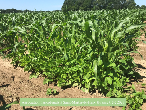 Characterization of plant-plant interactions and their genetic basis: the case of the maize-bean association in Europe