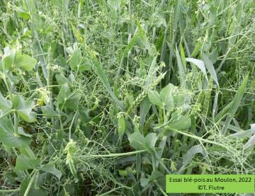 De la génomique des éléments transposables à la génétique quantitative des interactions sociales entre plantes cultivées : contributions et perspectives