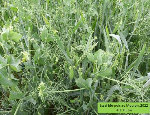De la génomique des éléments transposables à la génétique quantitative des interactions sociales entre plantes cultivées : contributions et perspectives