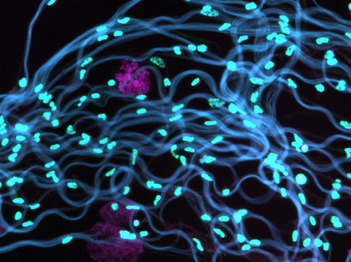 How can a selfish chromosome escape genome-wide meiotic drive?