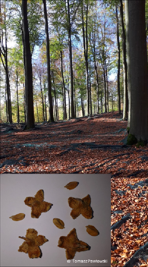 Regulation of European beech dormancy and germination mechanisms in variable environments