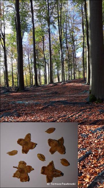 Regulation of European beech dormancy and germination mechanisms in variable environments