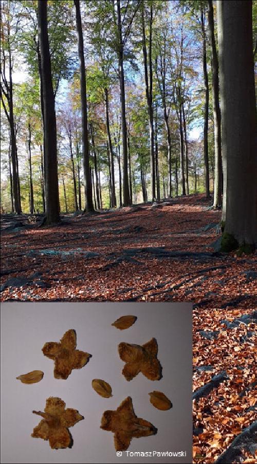 Regulation of European beech dormancy and germination mechanisms in variable environments
