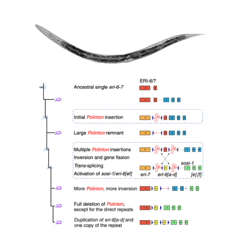 Transposon-mediated genic rearrangements underlie variation in small RNA pathways