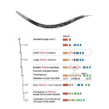 Transposon-mediated genic rearrangements underlie variation in small RNA pathways