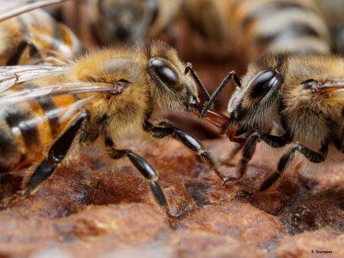 Résilience des pollinisateurs et du service de pollinisation face aux changements globaux