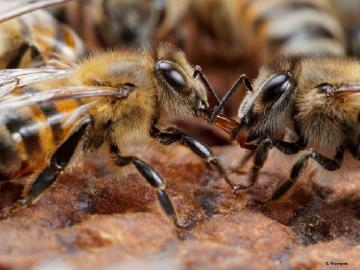 Résilience des pollinisateurs et du service de pollinisation face aux changements globaux