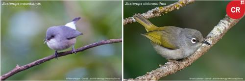 Understanding susceptibility to extinction using historical museum specimens as a genetic time series 